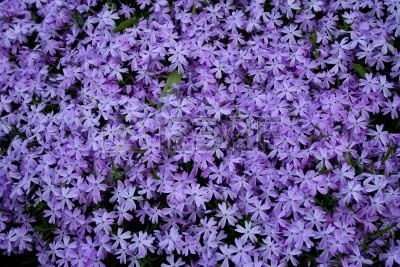 5801430-close-up-blooming-lilas-flores-fondo-lila.jpg