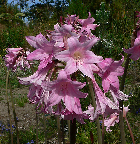 584px-Amaryllis_belladonna_sfbg_2.jpg