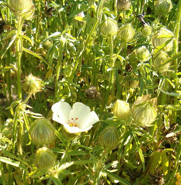 587px-Hibiscus_trionum_HabitusFlowers_BotGardBln0906.jpg