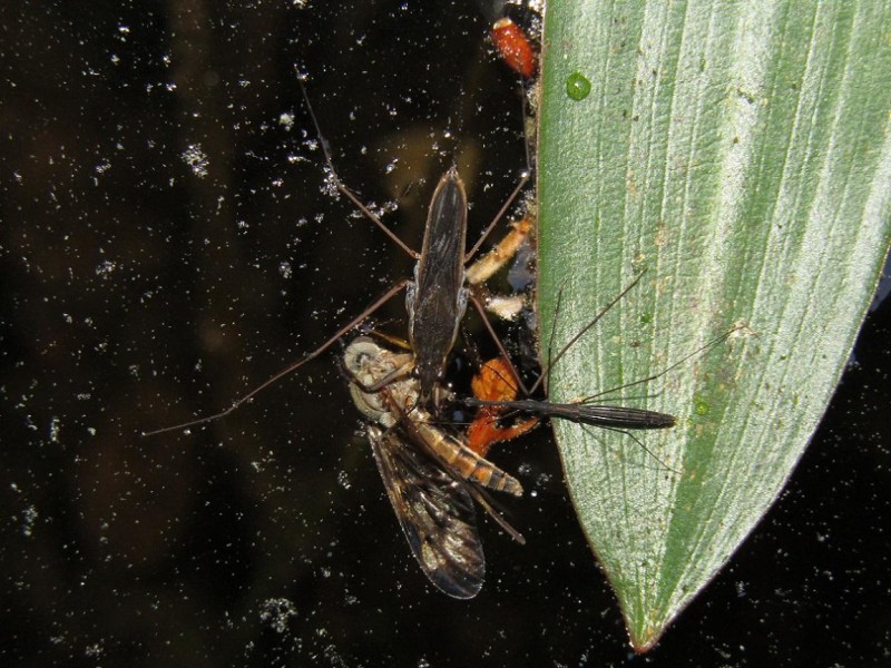 5901013869-zapateros.jpg