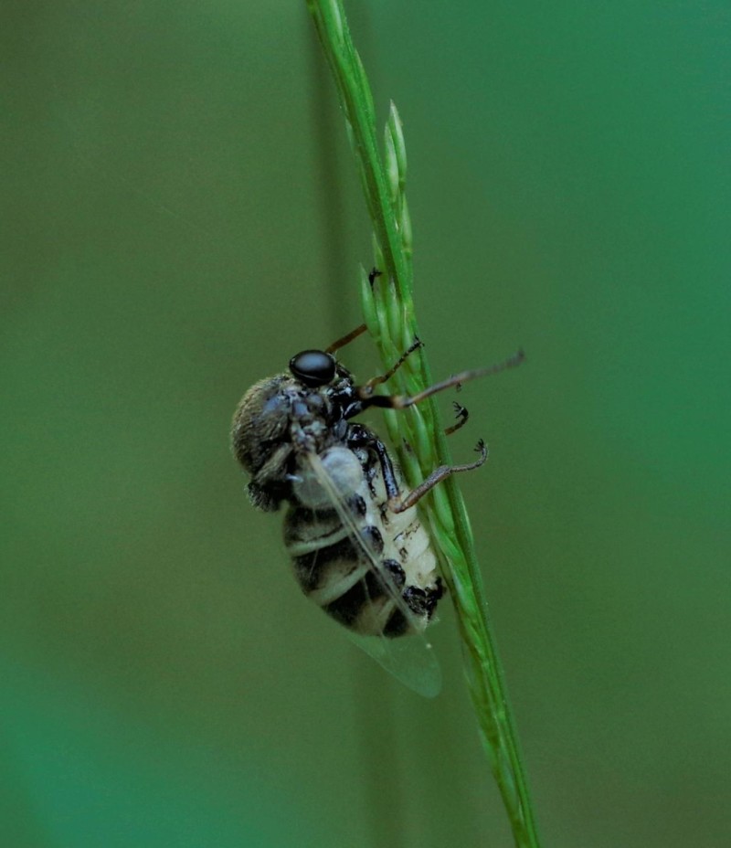 5949166c8b-insect20xuno1.jpg