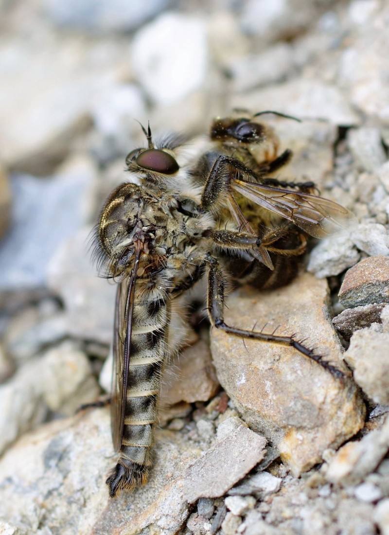 594d888c38-insect23xuno.jpg