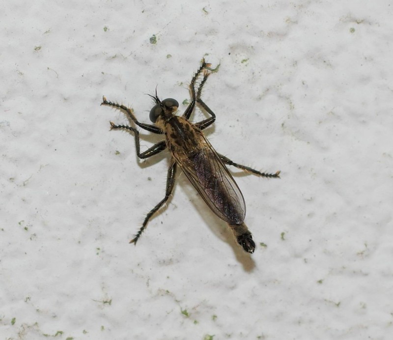 594e07f55b-insect16xuno.jpg