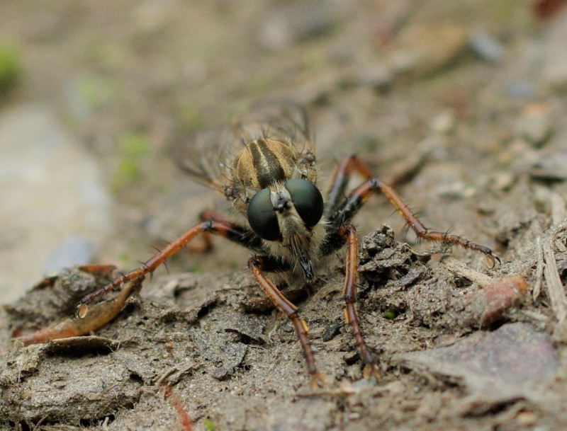 594e0d6c28-insect25maio1.jpg