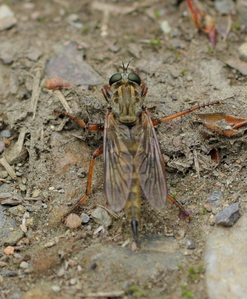 594e0d6c32-insect25maio2.jpg