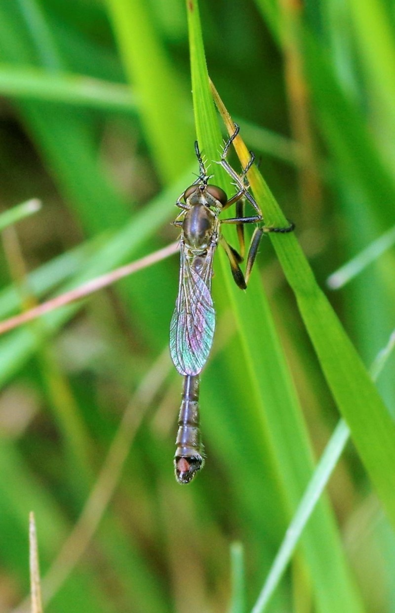 594e159e16-insect03xuno6.jpg