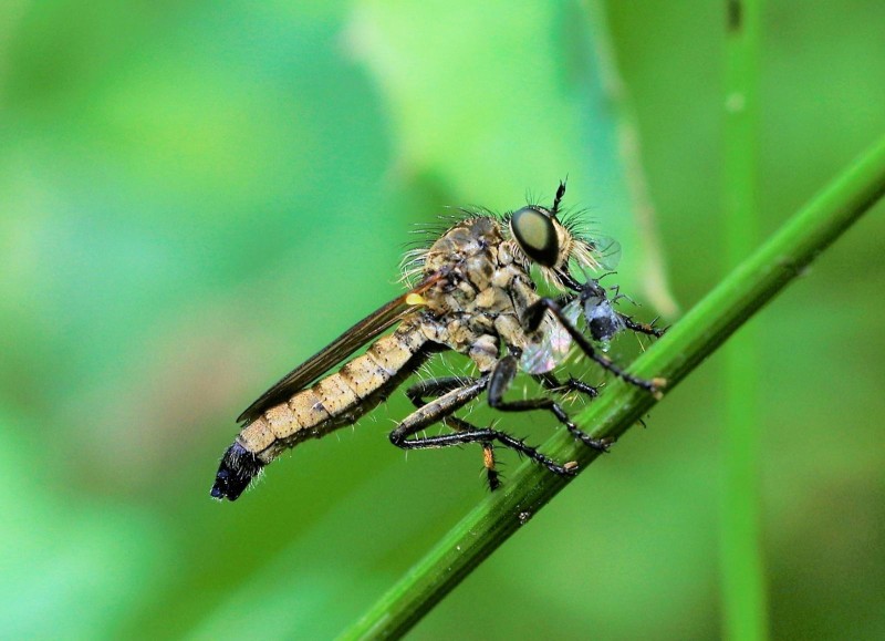 594e6b8cb2-insect24xuno.jpg