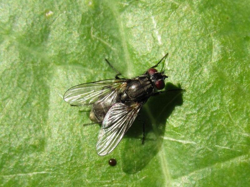 59505a1943-img_8237.jpg