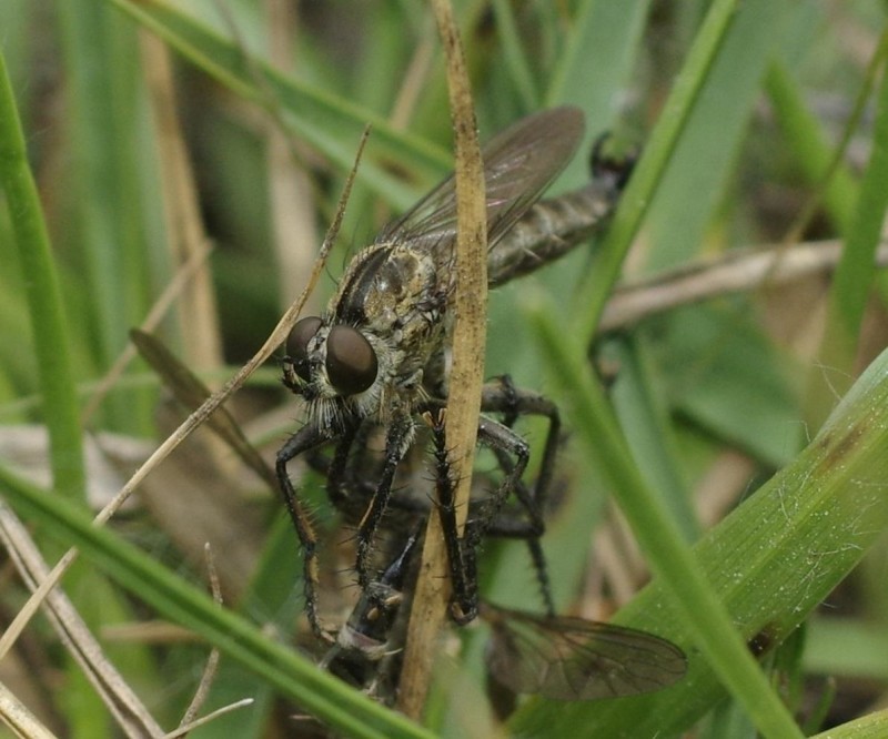 595385c957-insect26xuno6.jpg