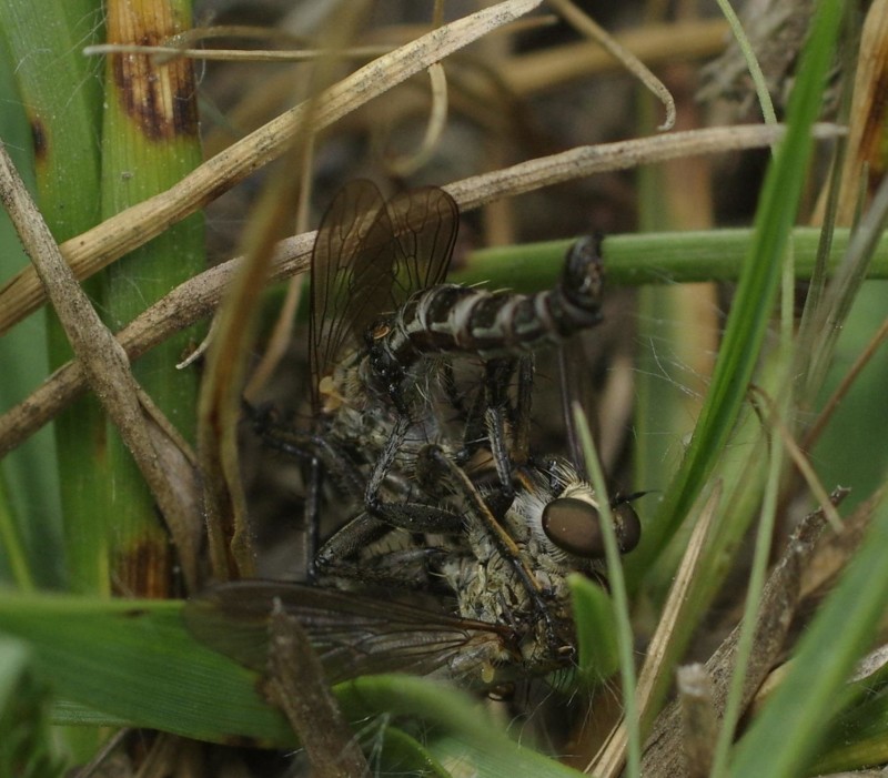 595385c95f-insect26xuno5.jpg