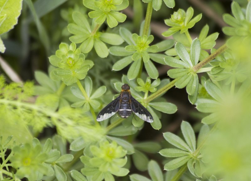 595bbfa234-hemipenthes-velutina-carboeiro.jpg
