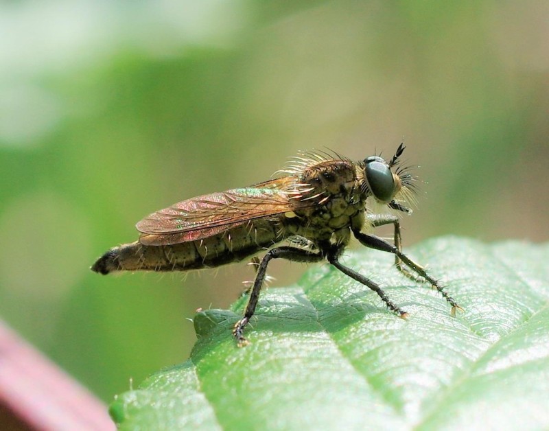 595f41de5f-insect06xullo2.jpg