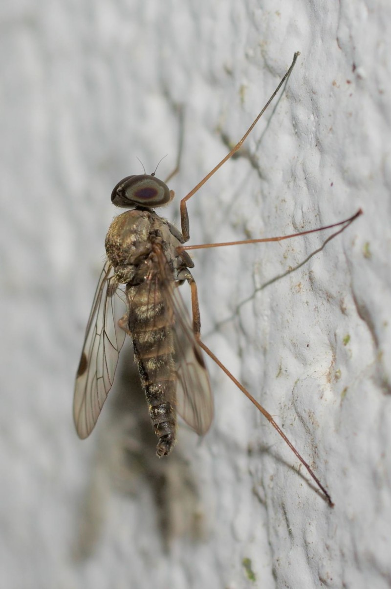 59612a8e37-insect08xullo3.jpg