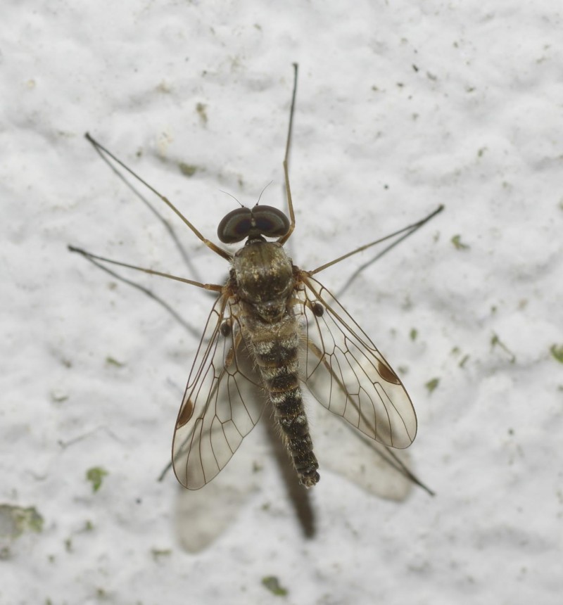 59612a8e8a-insect08xullo4.jpg
