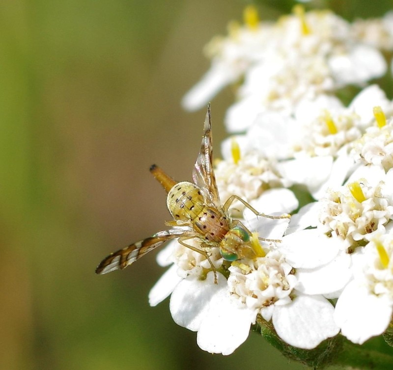 5961e09655-insect08xullo2.jpg