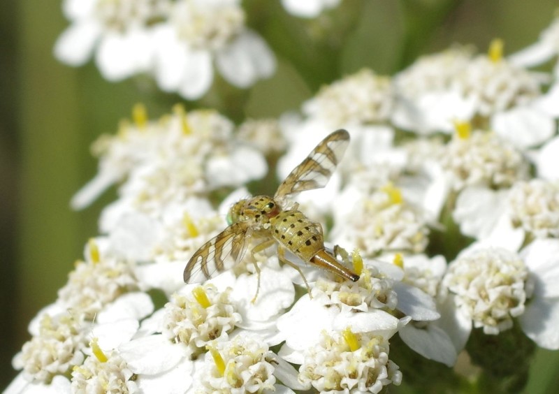 5961e9957b-insect08xullo7.jpg