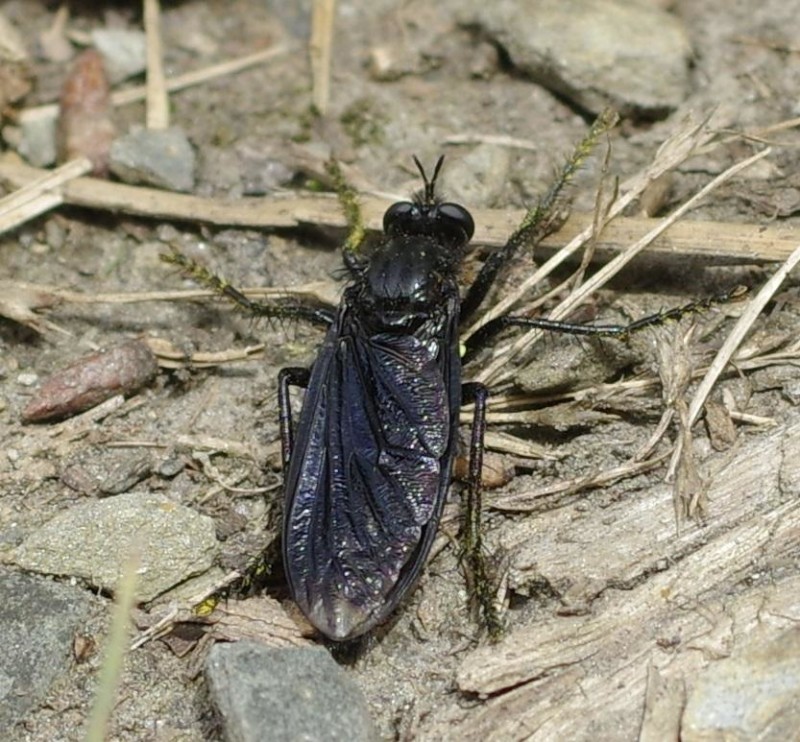 5963a33561-insect10xullo2.jpg