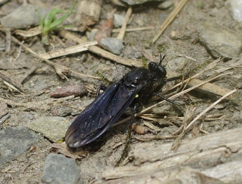 5963a3356b-insect10xullo3.jpg