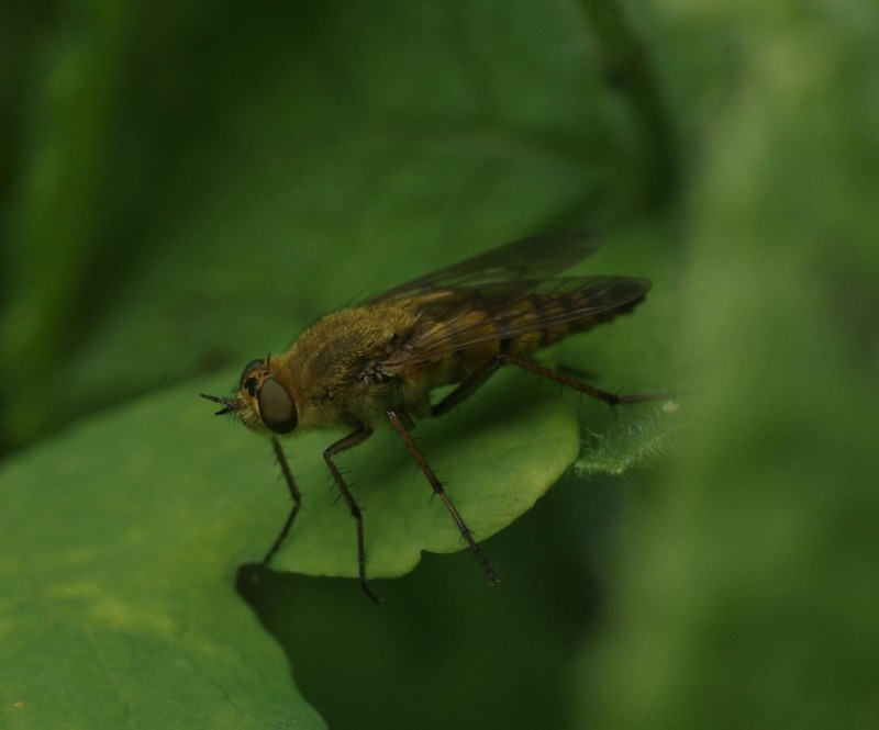 5963dd0e6a-insect01xullo2.jpg