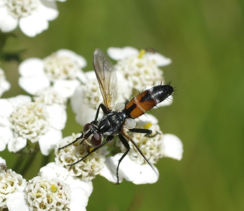 5964e7e189-mosca11xullo.jpg