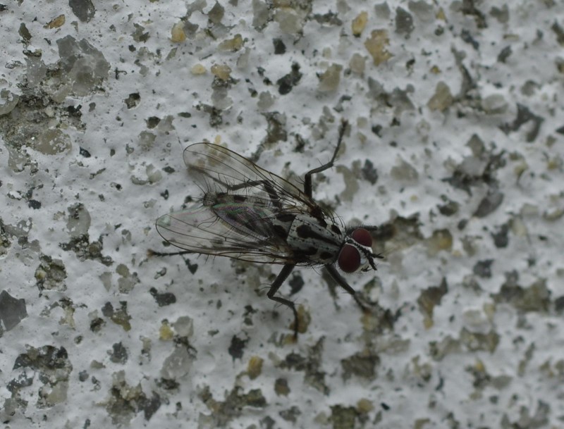 5964ed01cf-mosca08xullo.jpg
