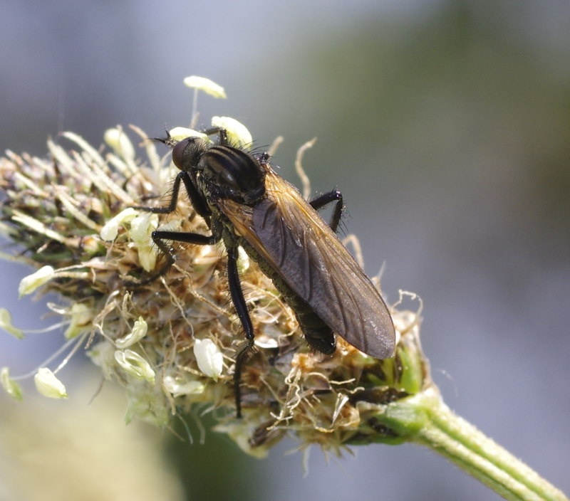 5965d69cc7-insect24abril1.png