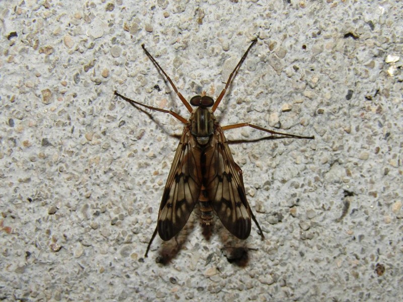 59664c682c-8.-rhagio.jpg