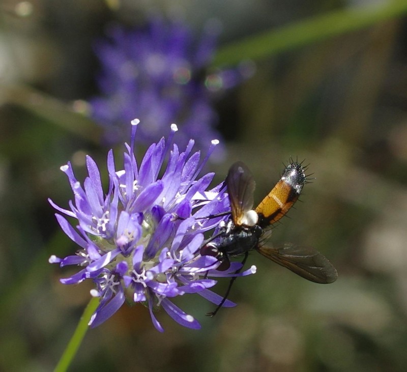59677e8768-insect12xullo3.jpg