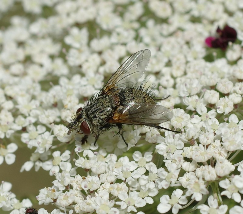 5968c30a0d-mosca14xullo.jpg