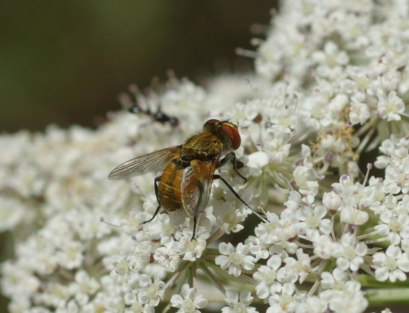 5968d967a8-mosca14xullo2.jpg