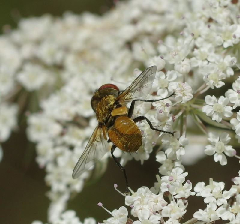 5968d967eb-mosca14xull01.jpg