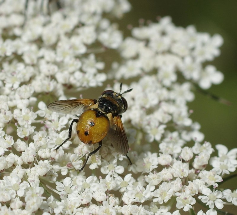 5968da835b-mosca14xullo3.jpg