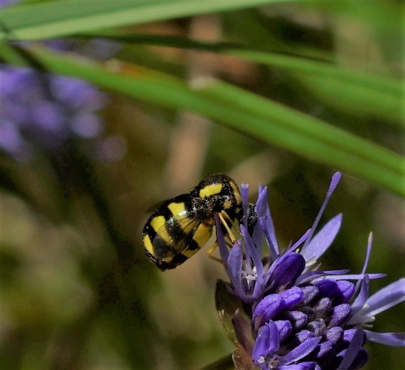 5968e04771-mosca14xullo5-2-.jpg