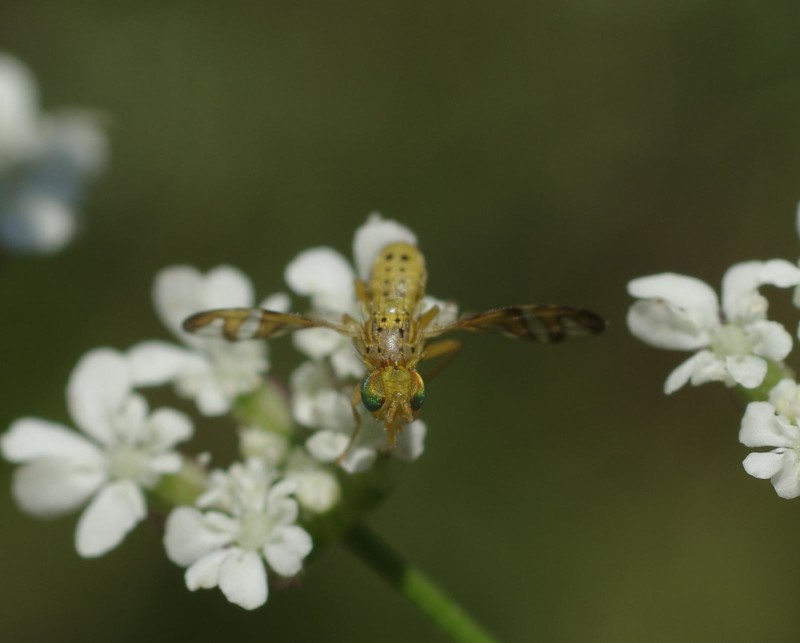596caf821c-mosca17xullo2.jpg