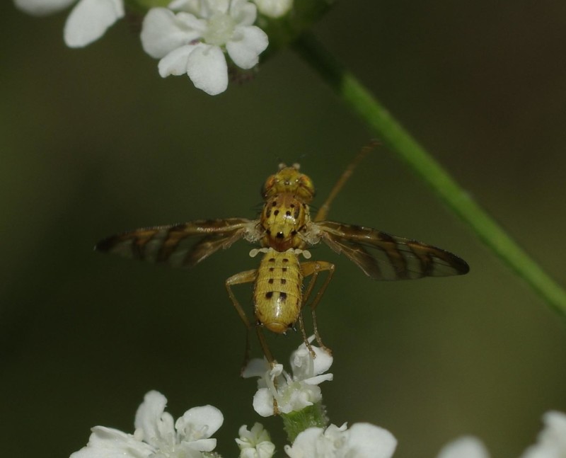 596caf826d-mosca17xullo.jpg