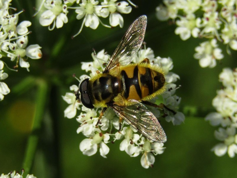 596e1d8999-63.-mosca-de-las-flores.jpg