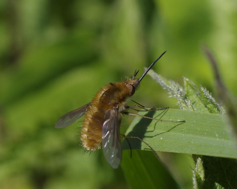 596e7b9526-insect06abril1.jpg