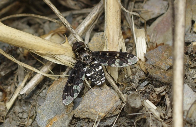 59709cd9e0-mosca20xullo1.jpg