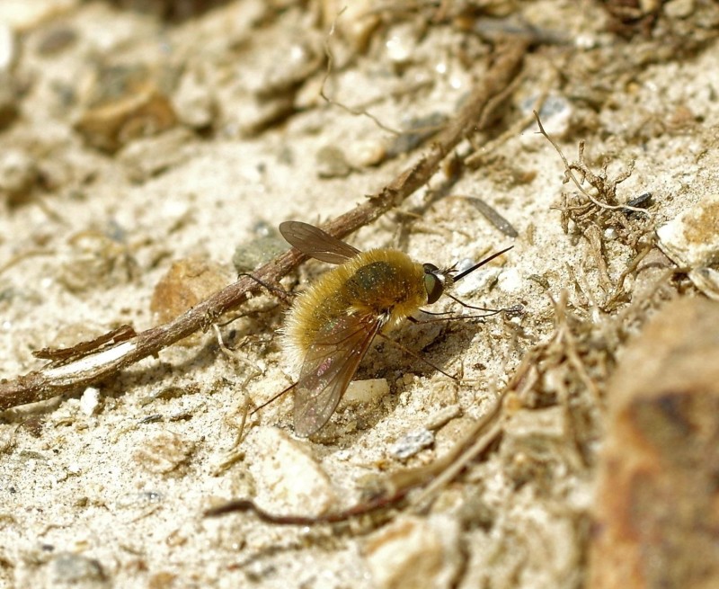 5970ac0c78-mosca20xullo2.jpg