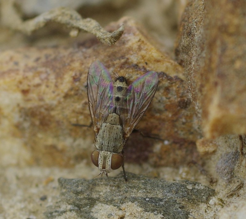5970aea0e6-mosca20xullo3.jpg