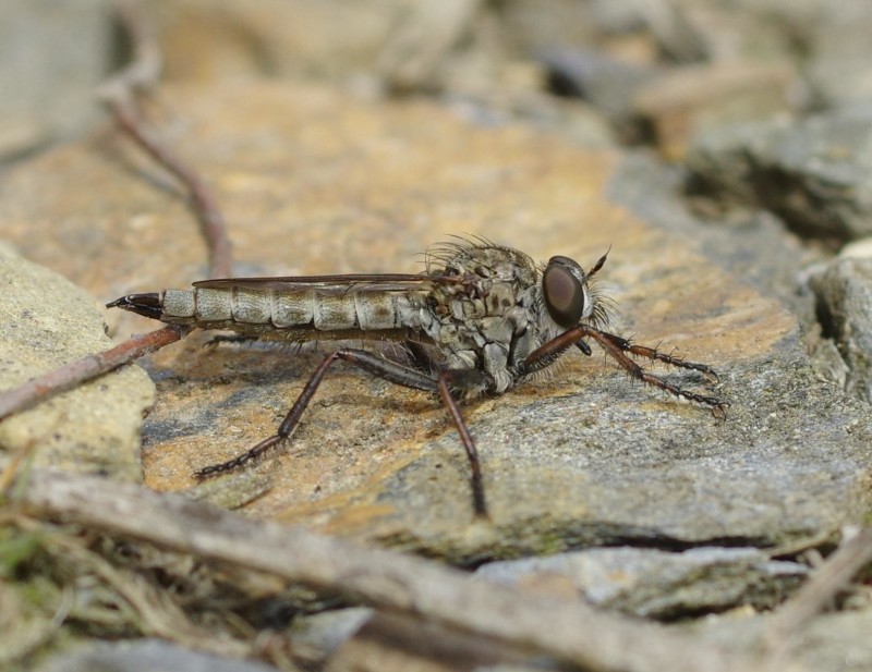 5970ffc68e-insect20xullo1.jpg
