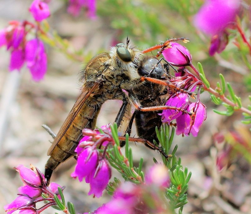 59725e4b29-mosca21xullo1.jpg