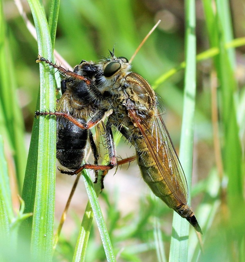59725e7034-mosca21xullo2.jpg