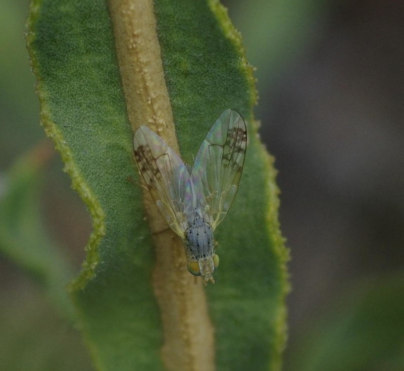 597262007b-mosca21xullo3.jpg