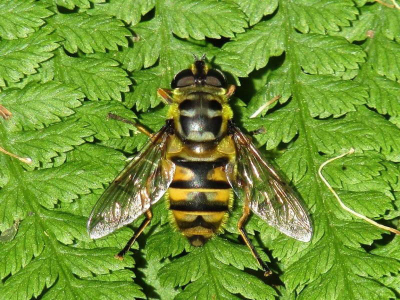 5972670929-23.-mosca-abeja.jpg