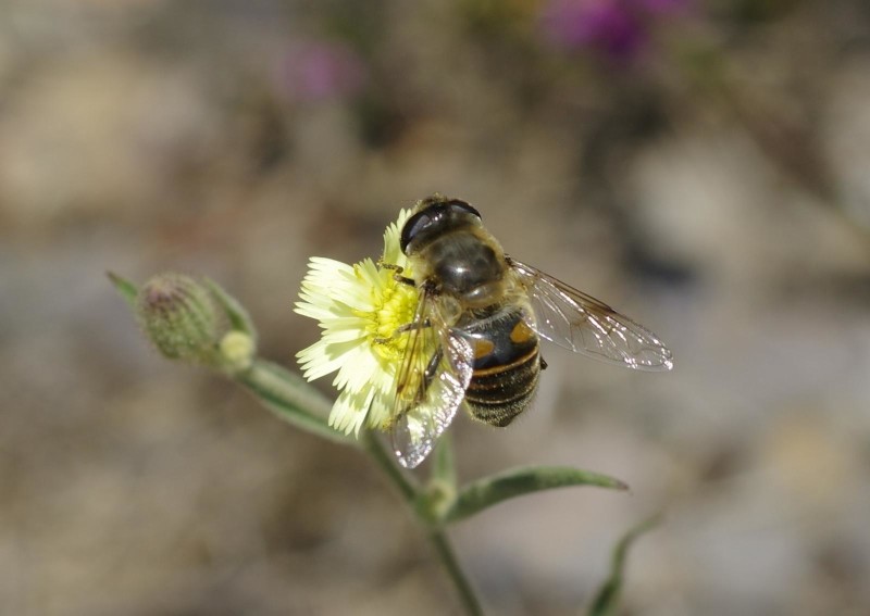 59730e5ed4-mosca21xullo4.jpg