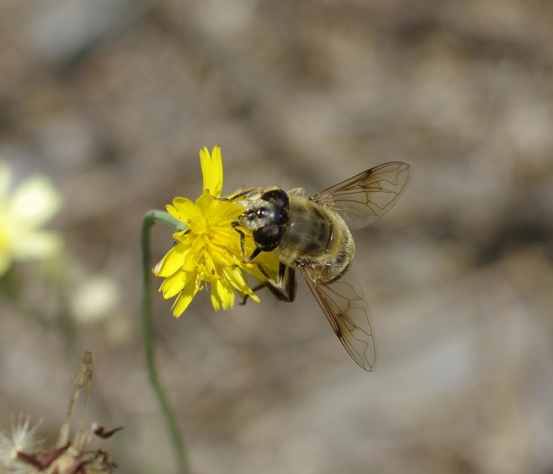 59730e5f2e-mosca21xullo5.jpg