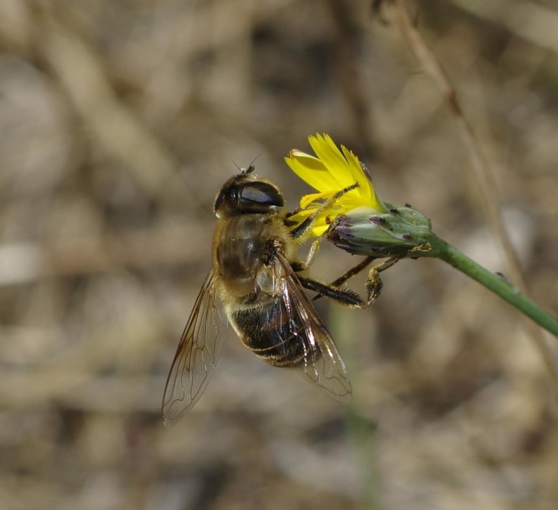 59730fd003-mosca21xullo6.jpg