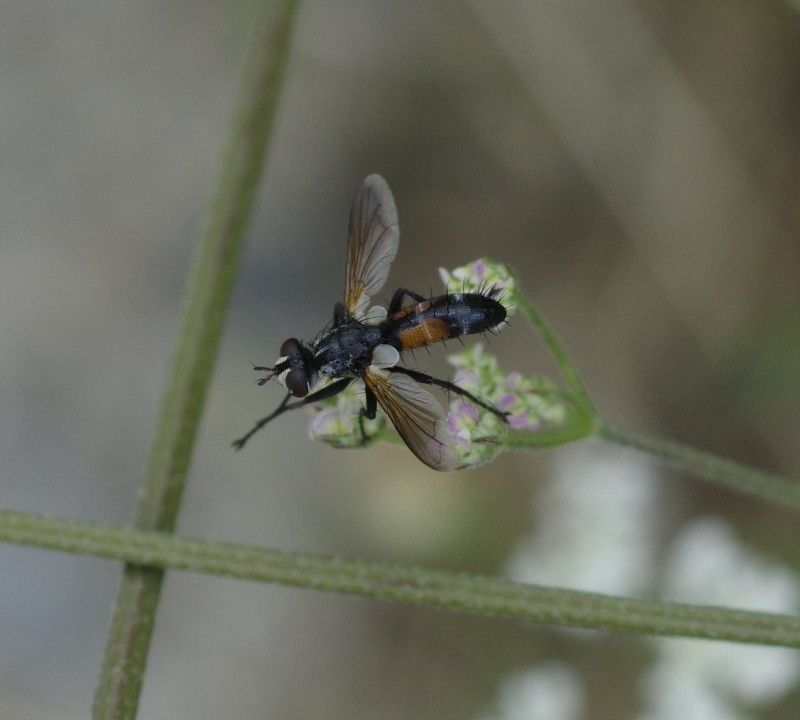 597312ffca-mosca21xullo8.jpg
