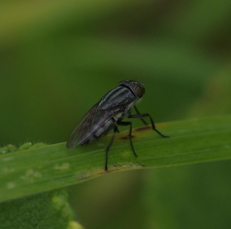 59731609ba-mosca21xullo9.jpg